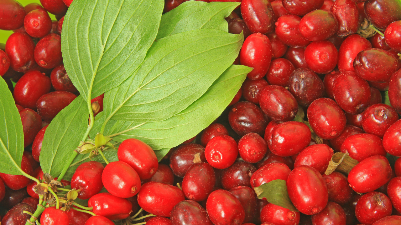 山茱萸配图 山茱萸配图