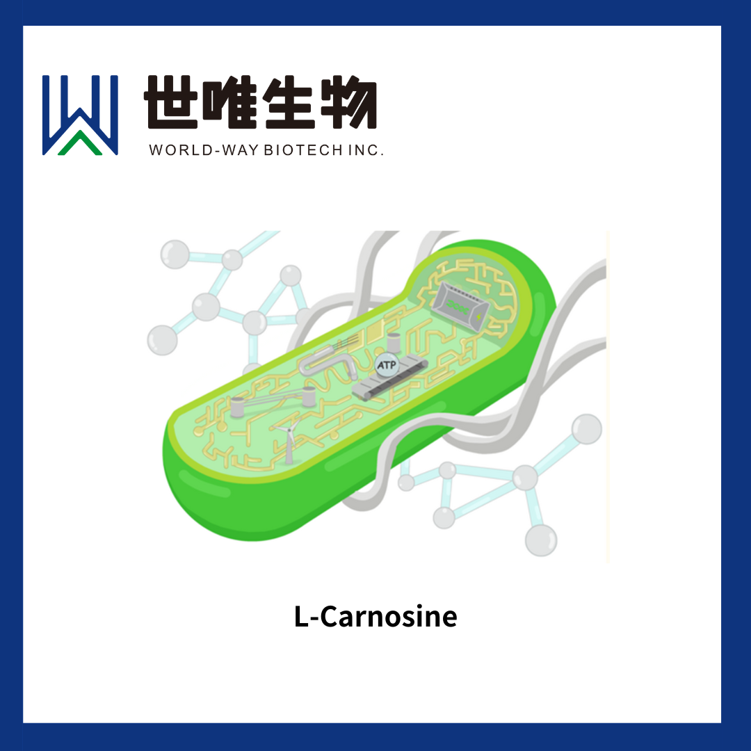 L-Carnosine L-карнозин