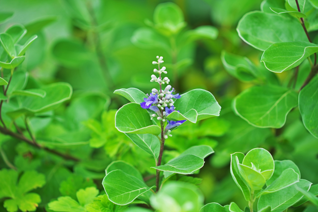 蔓荆子配图 蔓荆子配图