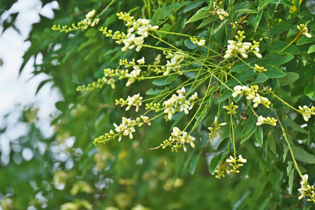 槐米(官网详情图 槐米(官网详情图