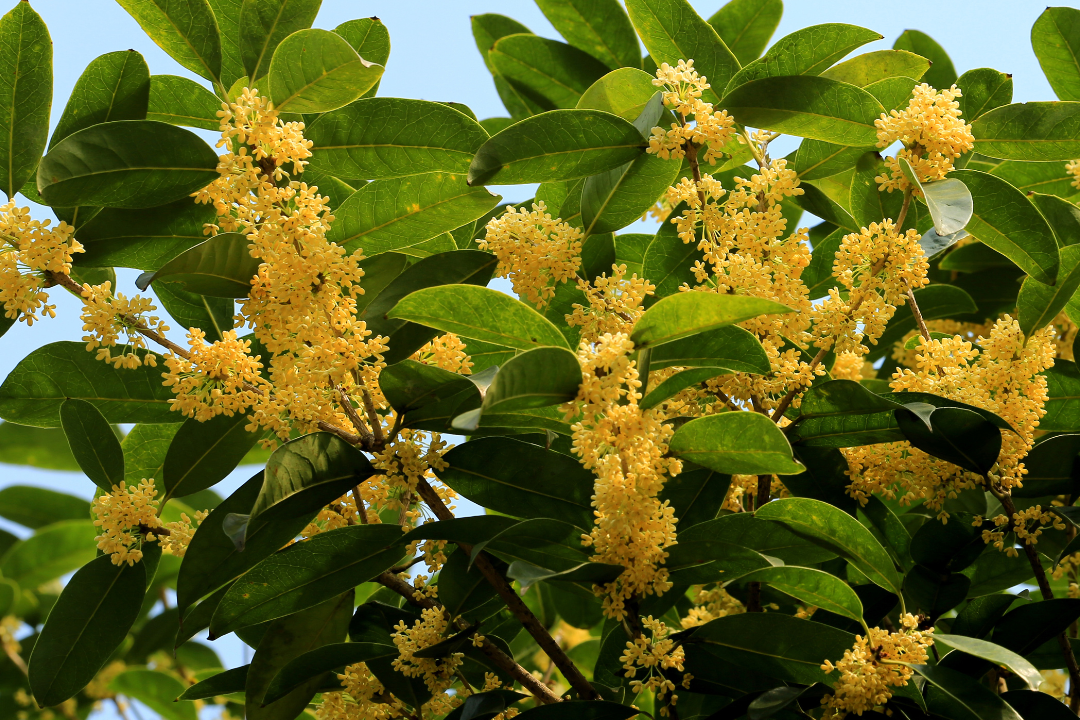 桂花配图 桂花配图