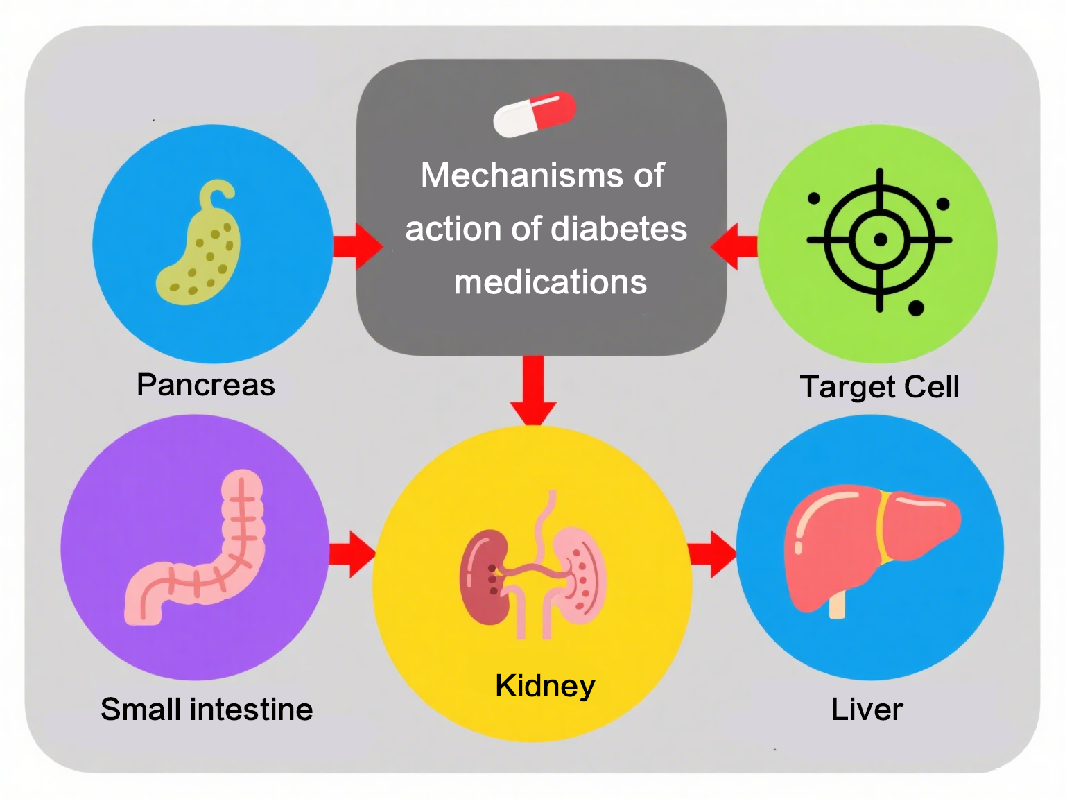 Механизмы действия лекарств от диабета