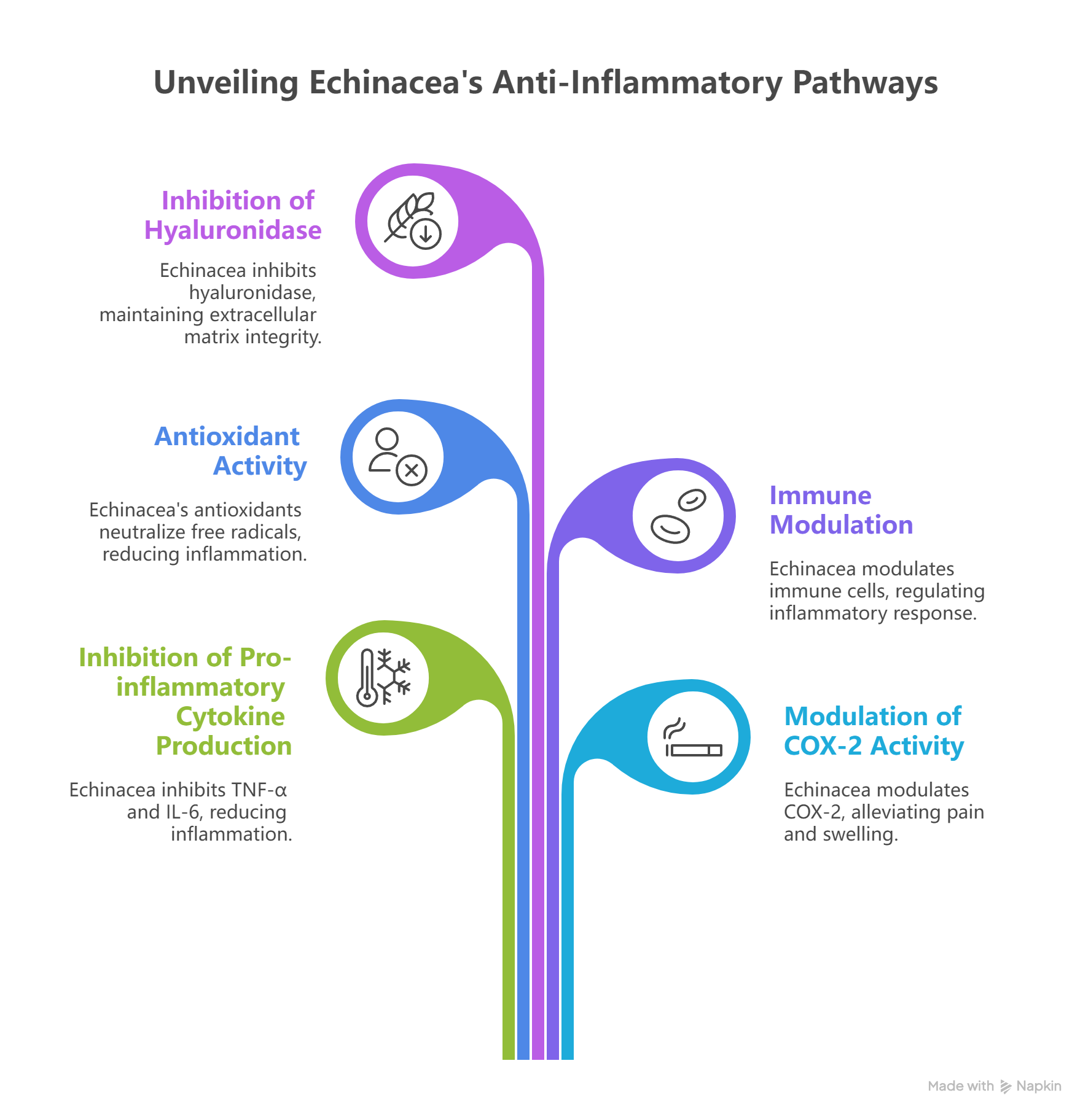 Echinacea Extract_ Mechanism of Action in Anti-Inflammation - visual selection ~!phoenix_varIMG15!~
