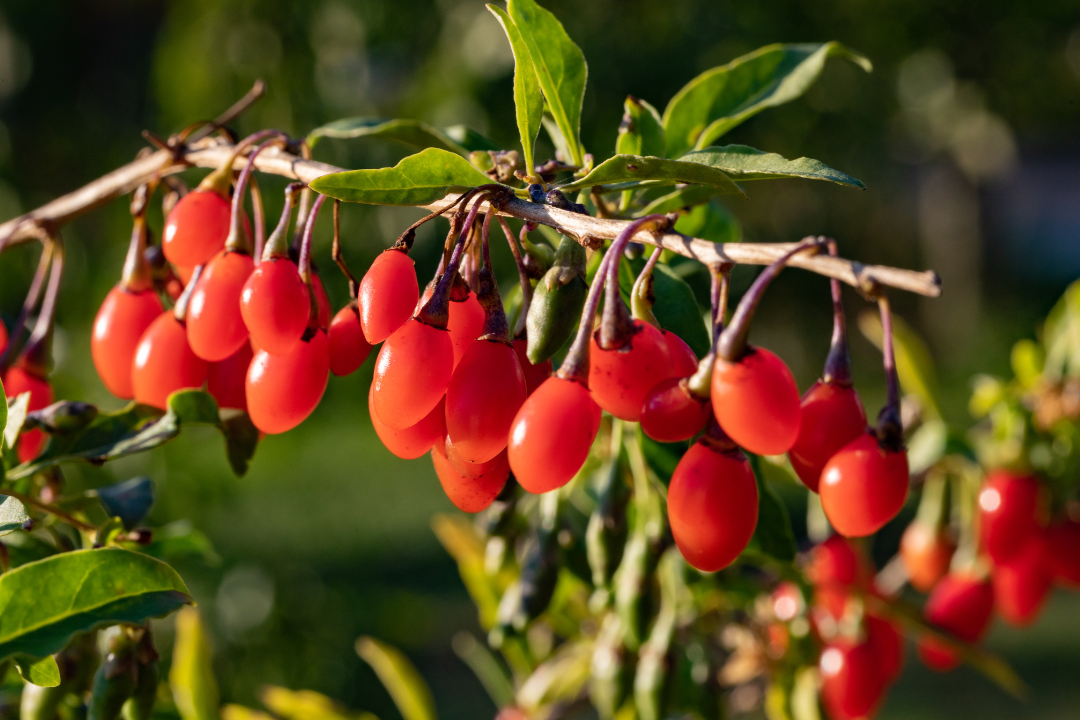 枸杞配图 枸杞配图