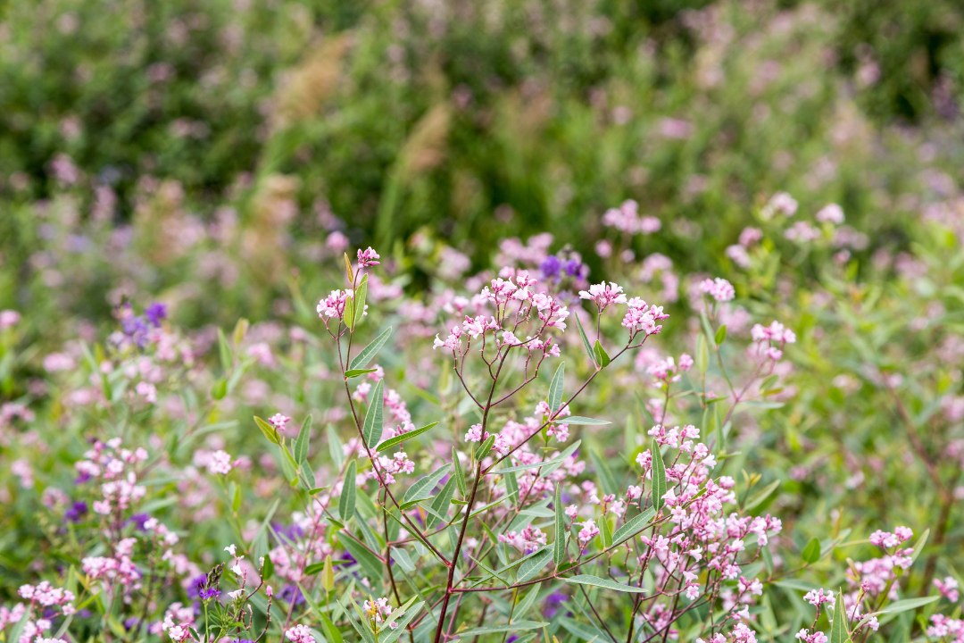 罗布麻配图 罗布麻配图
