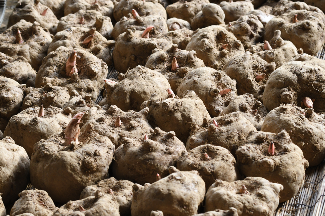 魔芋配图 魔芋配图