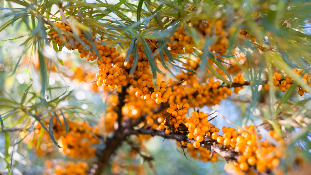 5.31沙棘(封面 5.31 — 沙棘(封面