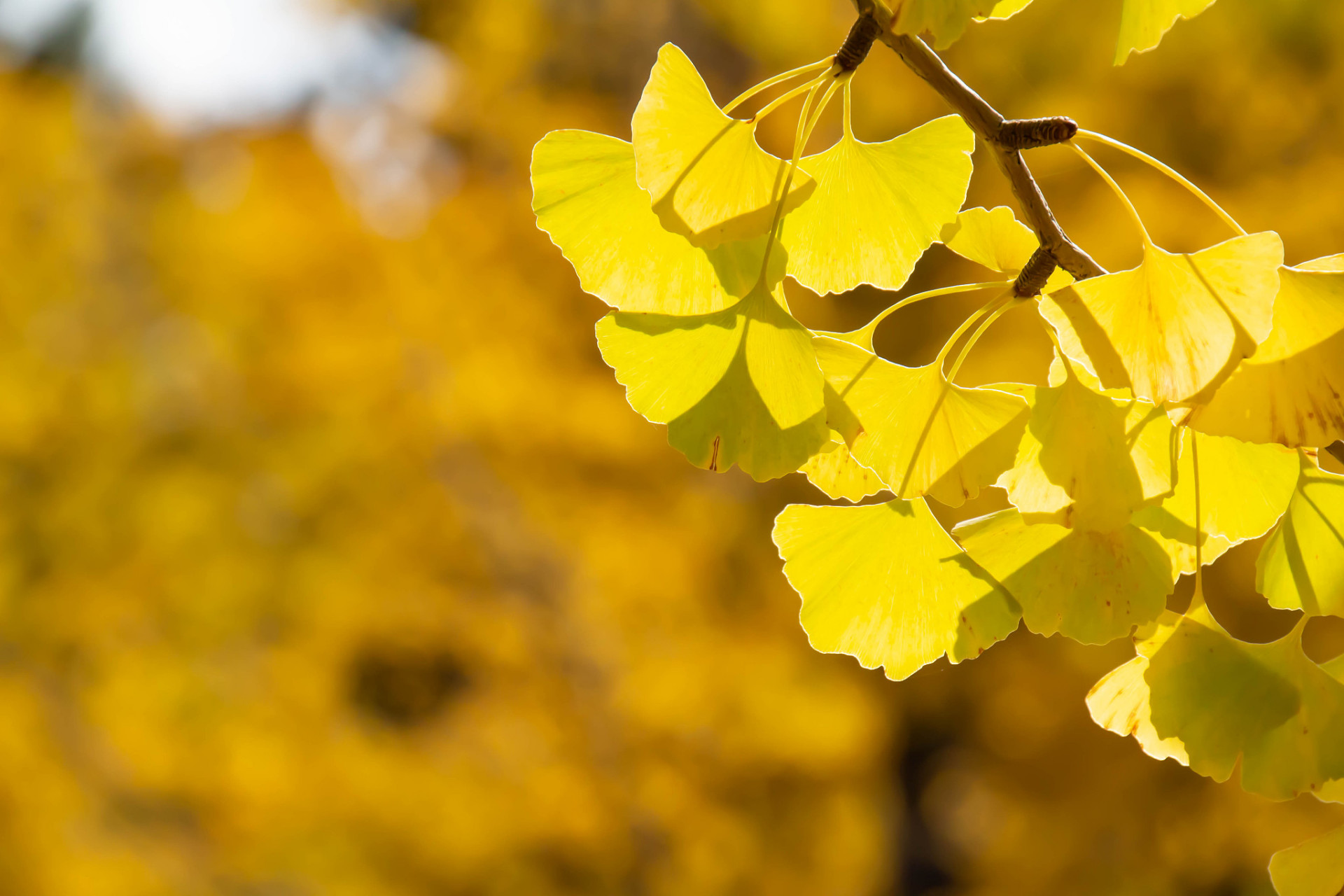 cd4da35d7f2e0852f2d8167b7df34f61