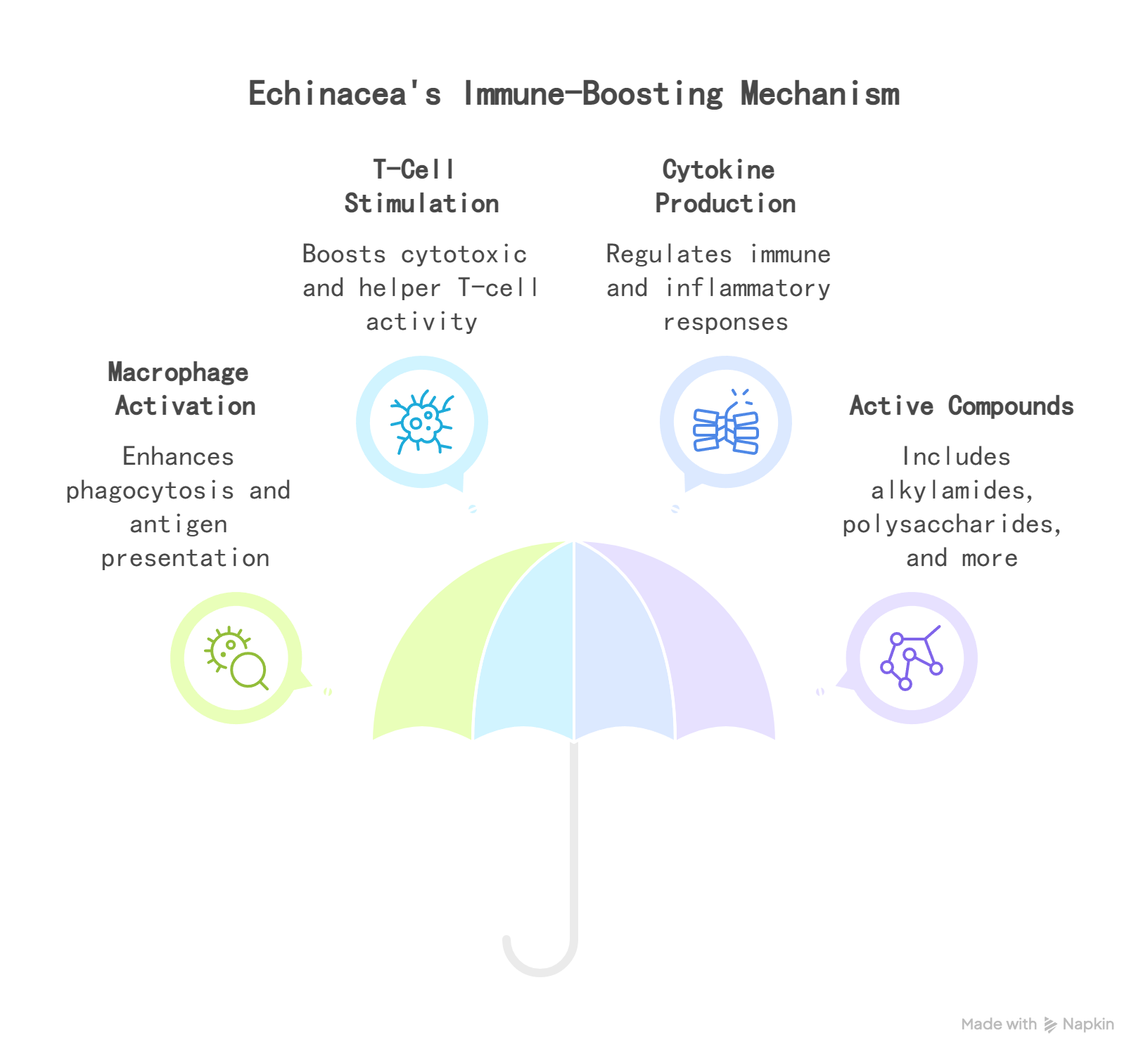 Echinacea Extract_ Mechanism of Action - visual selection ~!phoenix_varIMG12!~