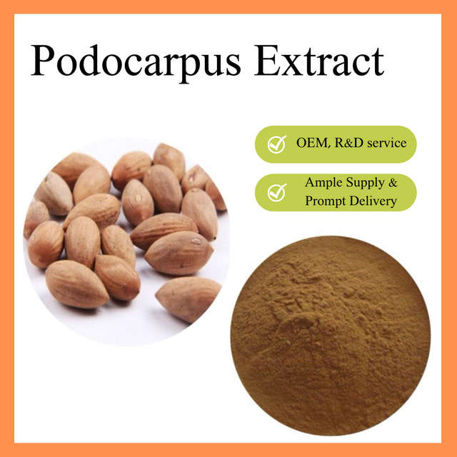 Экстракт подокарпуса