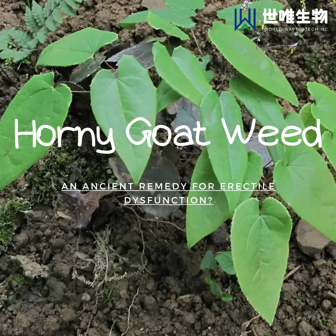 Horny Goat Weed: древнее средство от эректильной дисфункции?