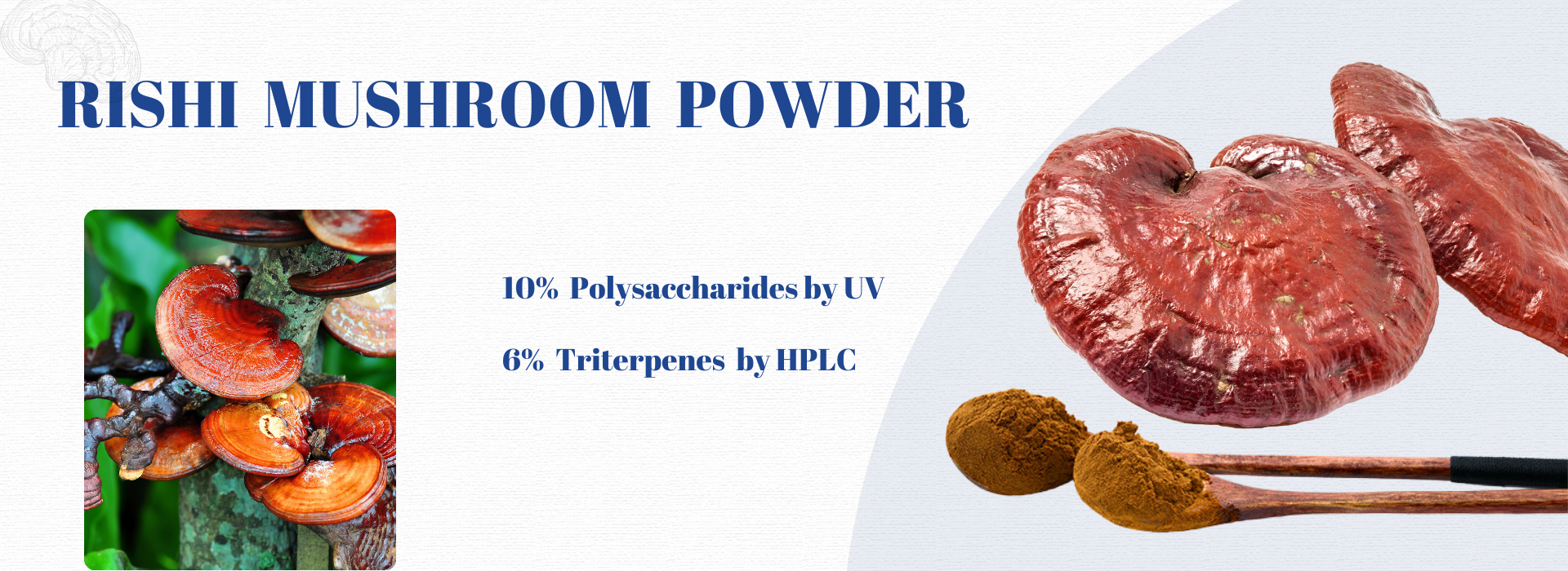 Reishi mushroom powder
