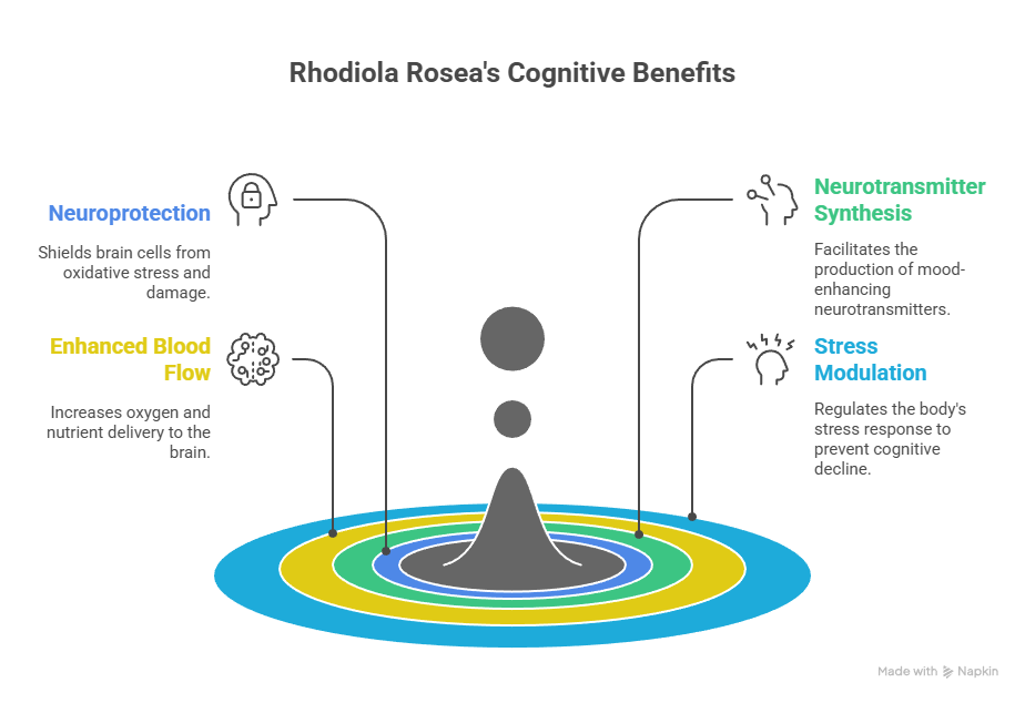 Родиола розовая_ Механизм действия – визуальный выбор