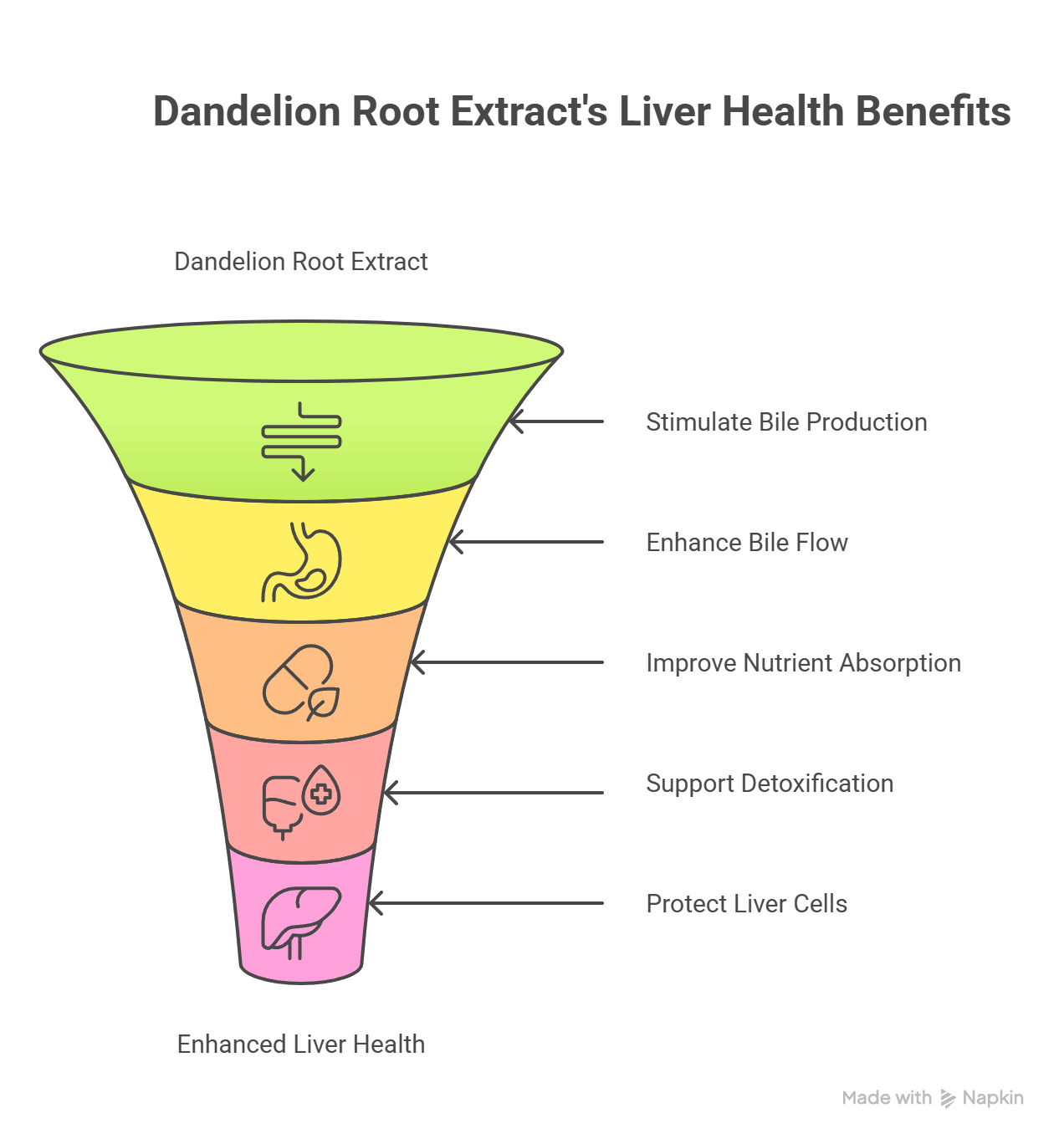 Экстракт корня одуванчика_ Механизм действия – визуальный выбор
