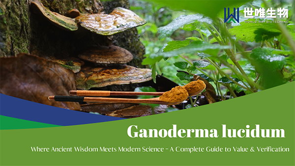 Ganoderma lucidum: полное руководство по оценке и проверке