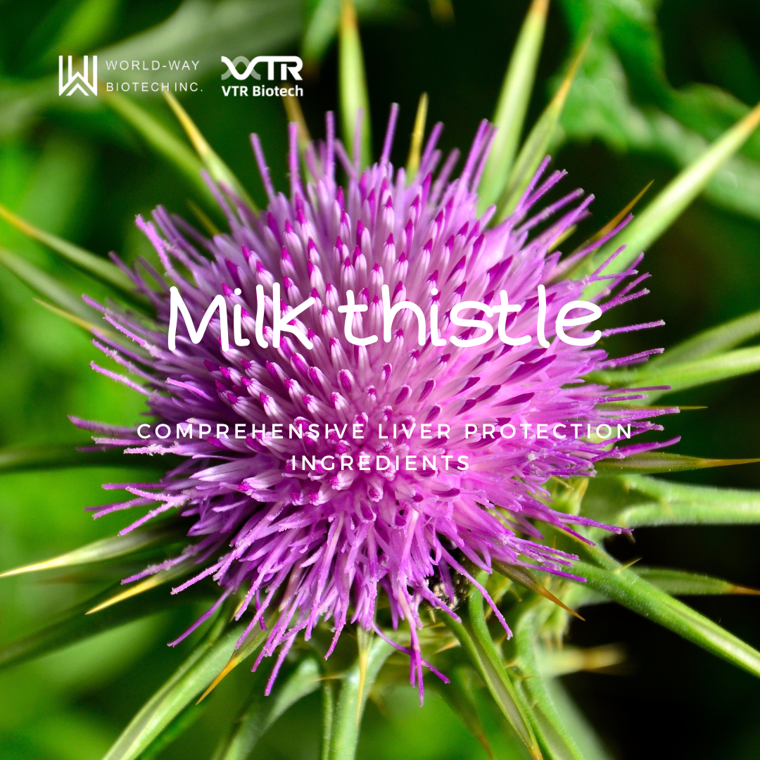 Расторопша – больше, чем просто защита печени