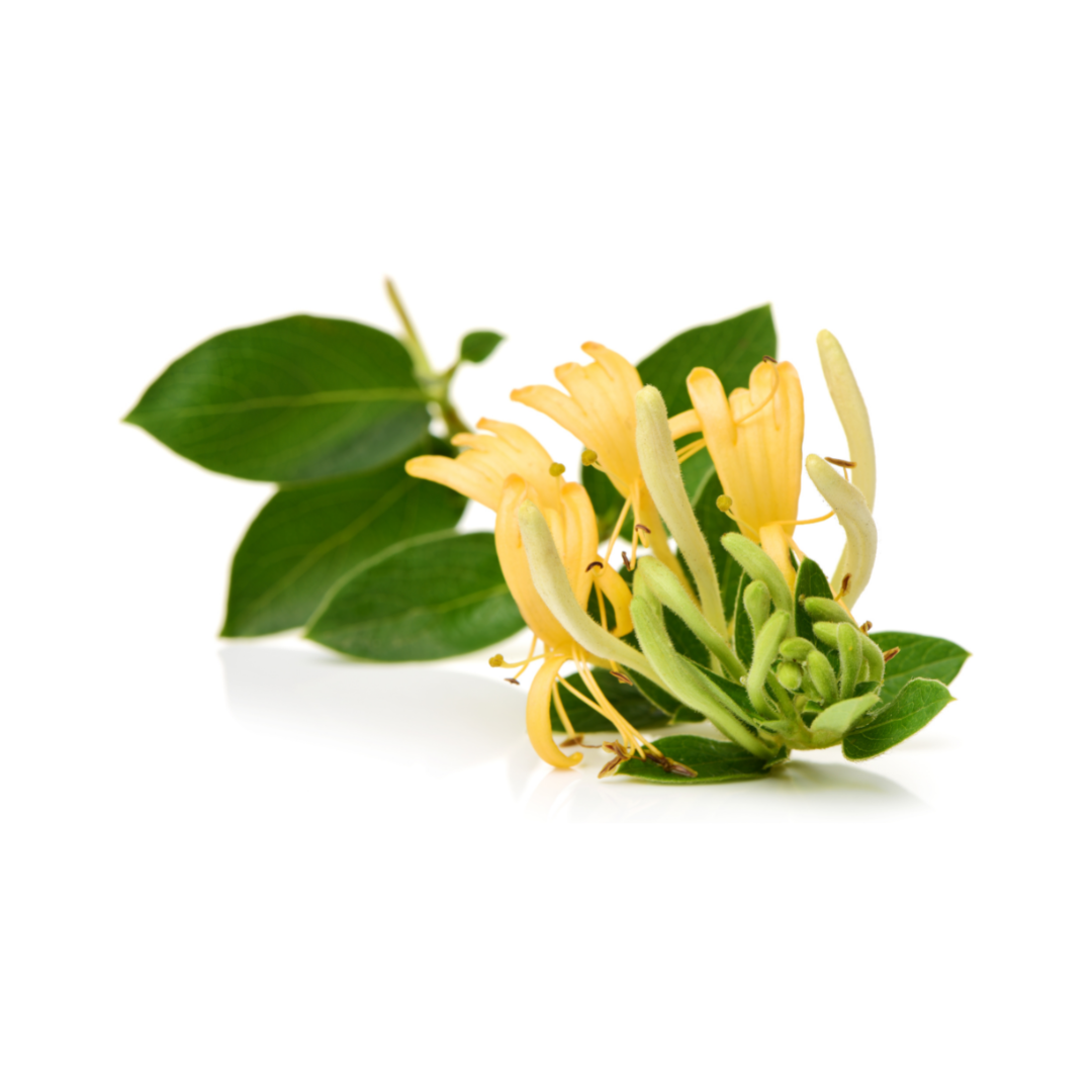 金银花