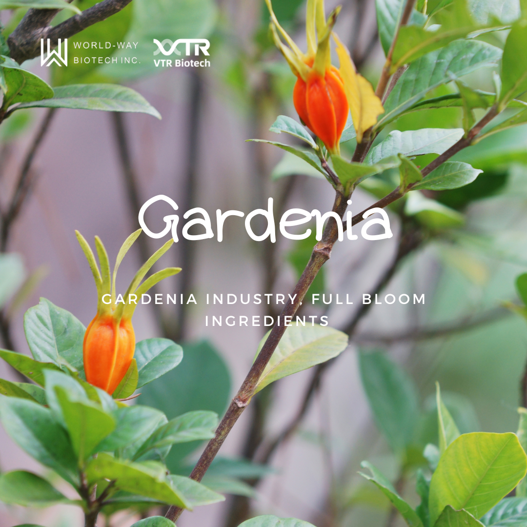 Гардения - Гардения Индустрия, Полное Цветение