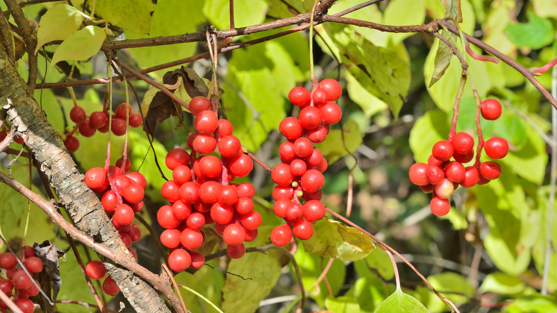 五味子配图（封面