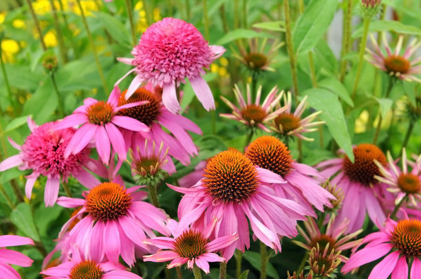 Функциональные эффекты Echinacea Purpurea L.