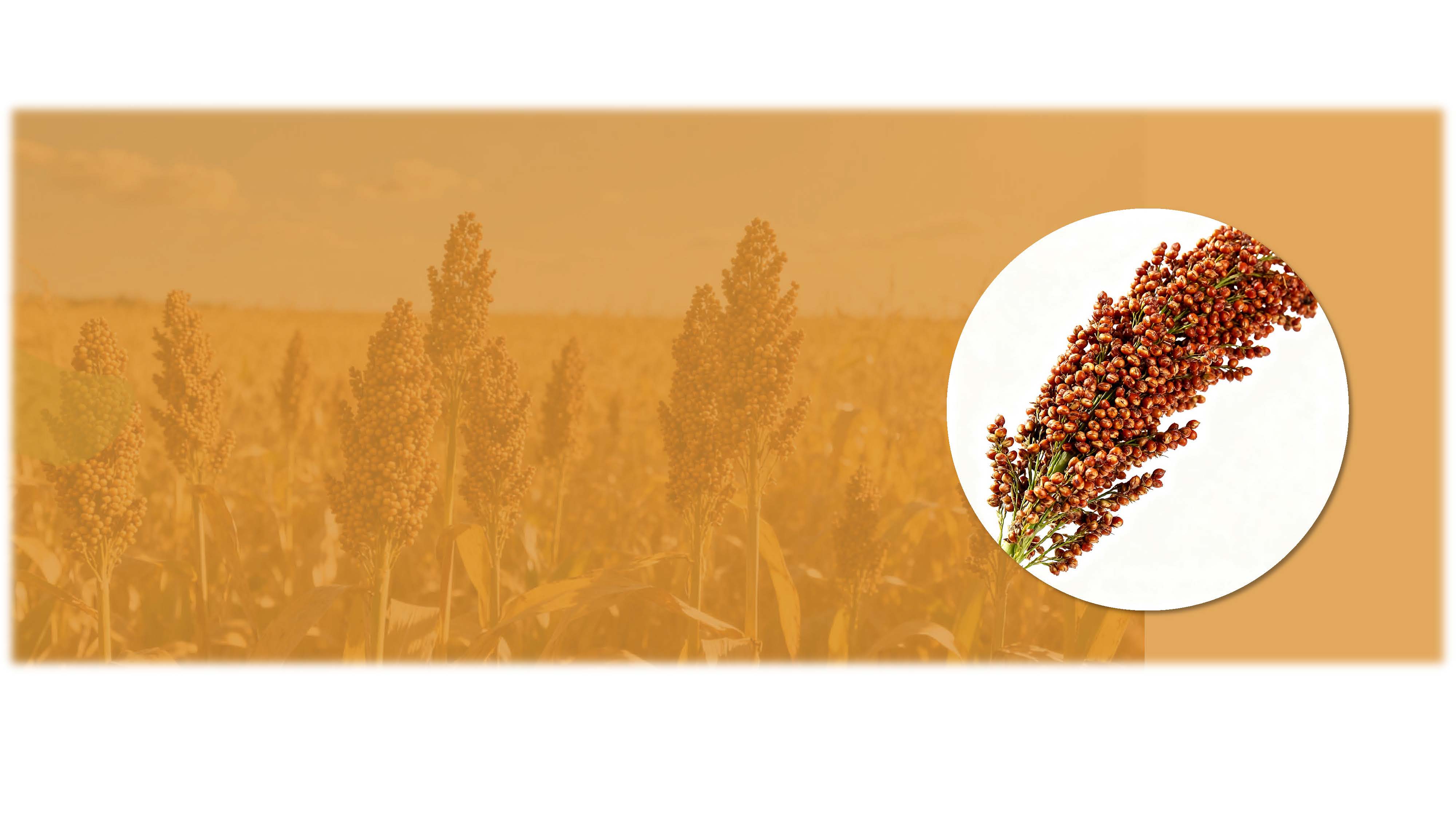 <h1><span style="font-size:30px;"><span style="font-family:Geneva;"><strong>Сорго</strong></span></span></h1> <link href="https://fonts.googleapis.com/css?family=" rel="stylesheet" type="text/css">