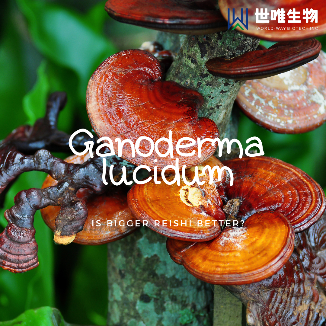 Самые полные знания о Ganoderma lucidum за всю историю.