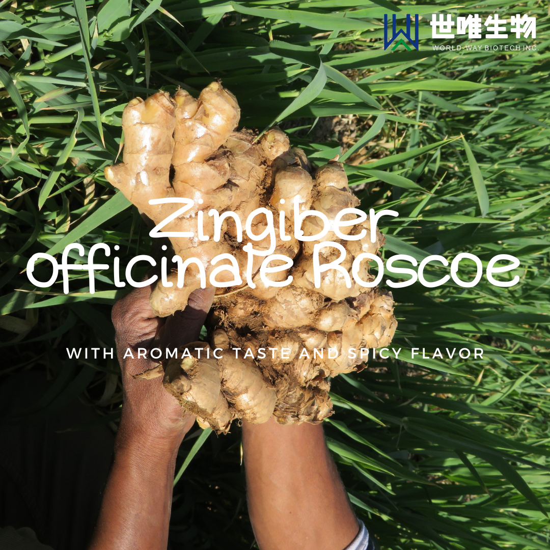 Имбирь — с ароматным вкусом и пряным вкусом.