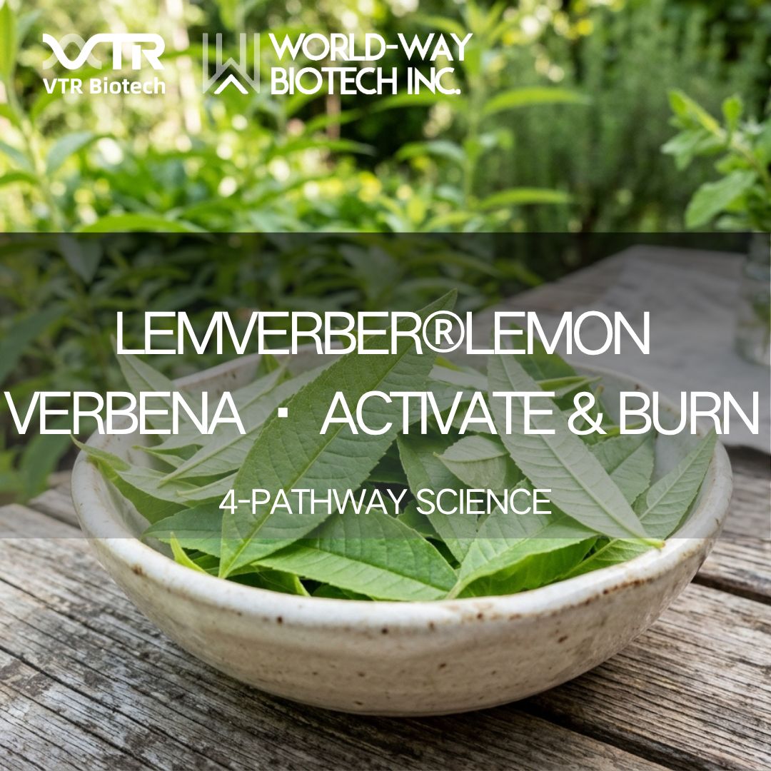 Экстракт вербены лимонной Lemverber®: многопутевая метаболическая активация для научного сжигания жира